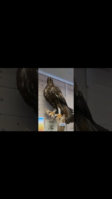 Wild Life Park by Creston, BC #creston #shorts