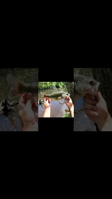 is this a mean mouth bass?