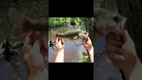 is this a mean mouth bass?