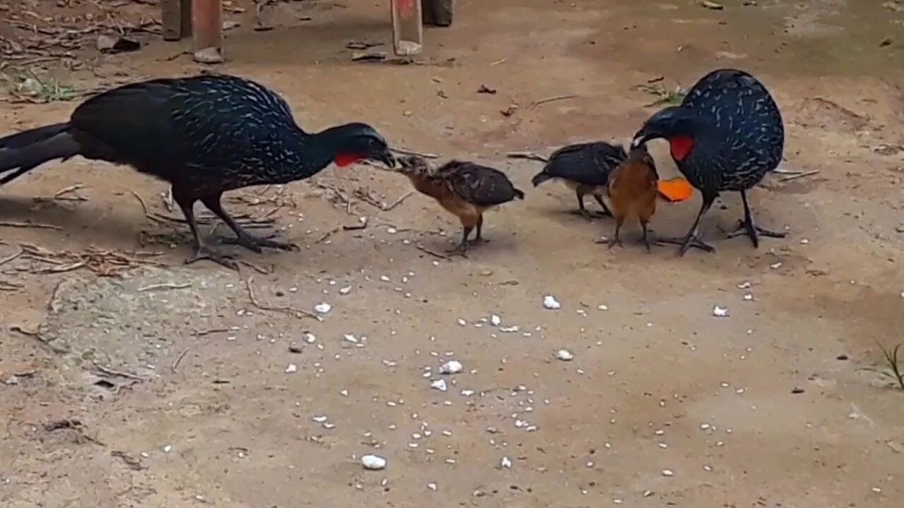 Jacu e seus filhotes