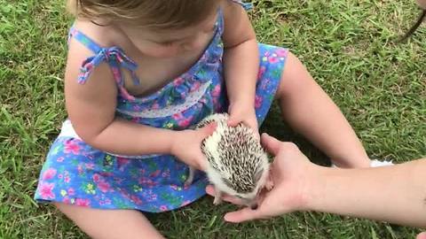 Fearless toddler plays with gentle hedgehog
