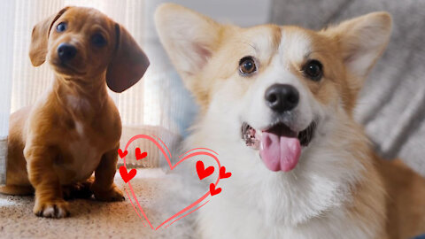 Cute Puppies Doing Funny Things Cutest Dogs