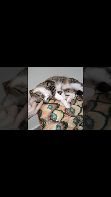Cute Cat Covers His Eyes with His Paws and Yawns