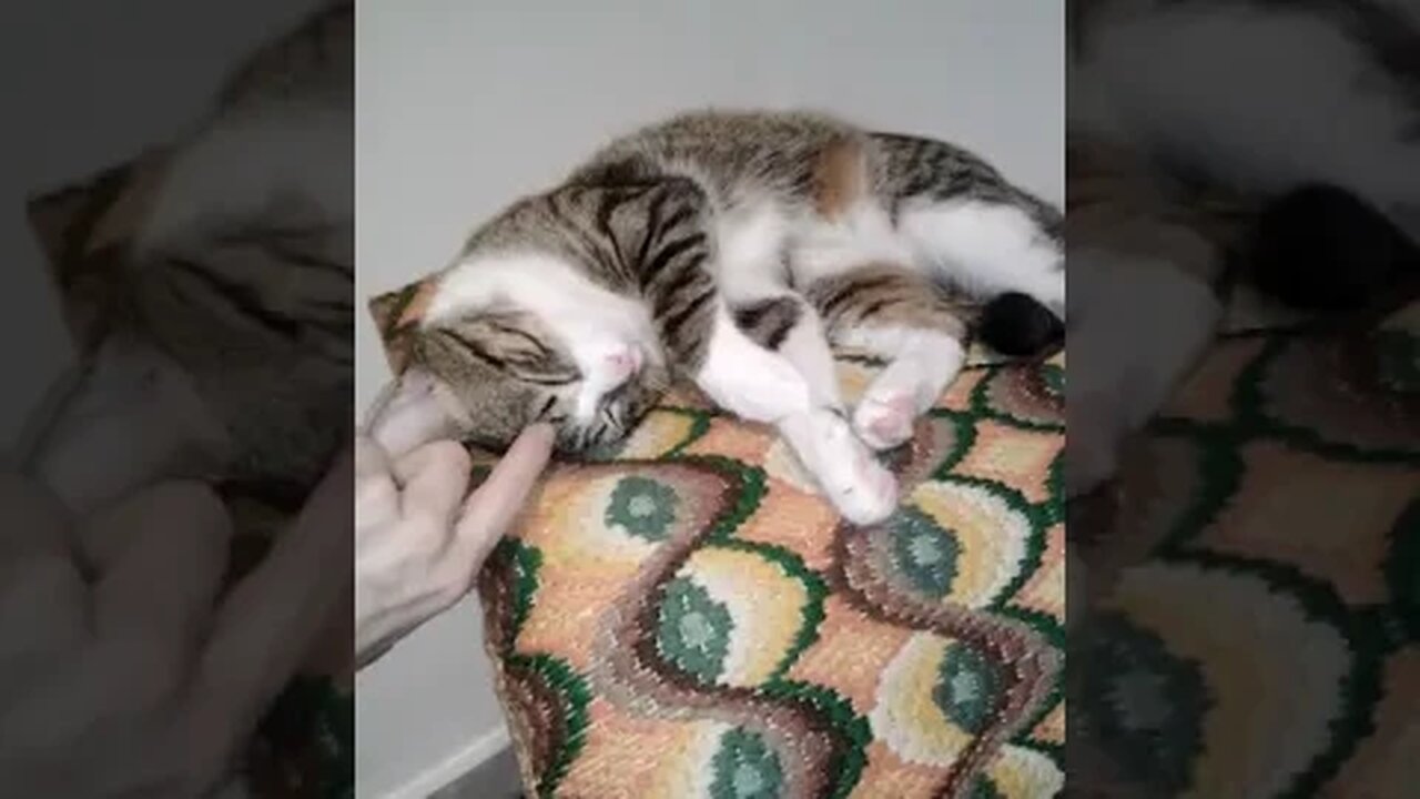 Cute Cat Covers His Eyes with His Paws and Yawns