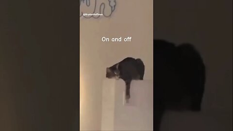 Funny Cat Meme