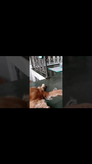 #dogshow , #animals , #dogs , #shorts