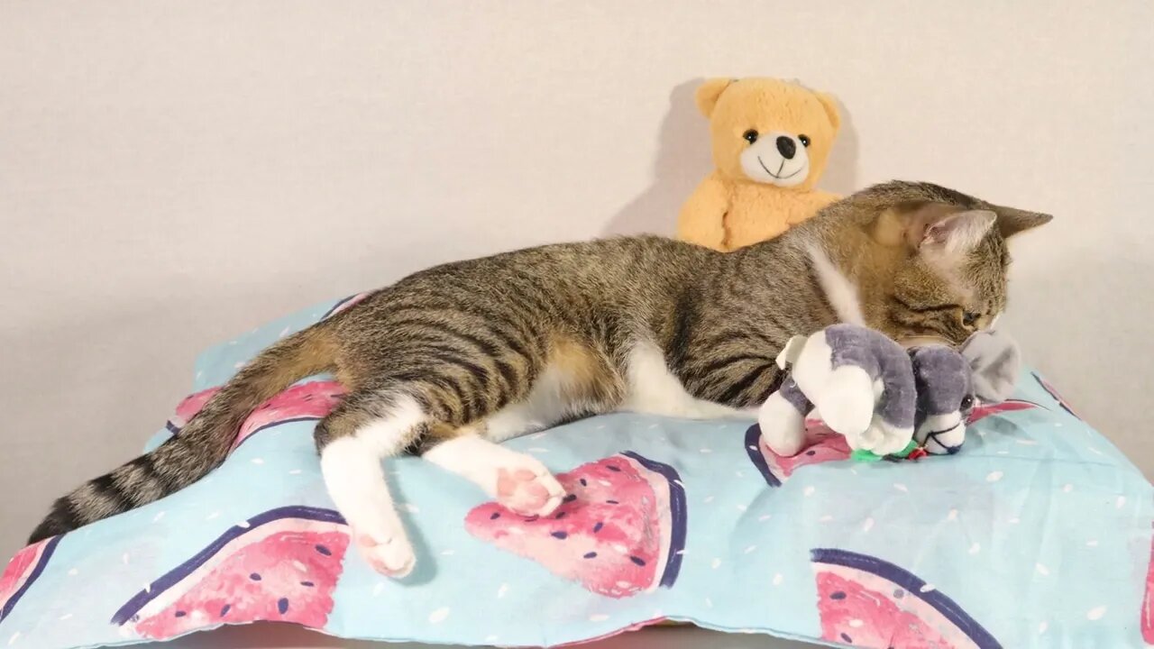 This Cat Loves His Plush Toys