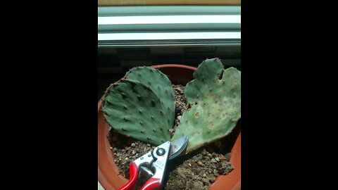 Propagating Opuntia cactus