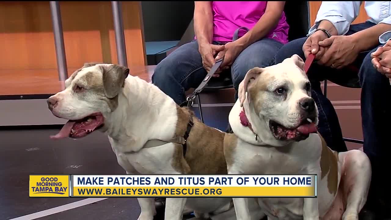 Rescues in Action Aug. 26 | On National Dog Day, make Patches and Titus a part of your familiy