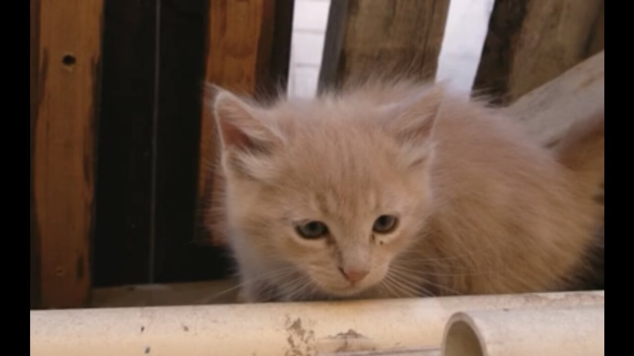 Cute brown cat, short vidéo, 4k Animal vidéos