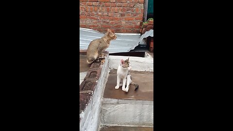 funny cats enjoying the weather