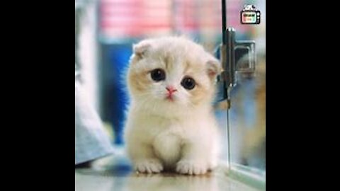 #Gatinhos fofos #gato de perna curta