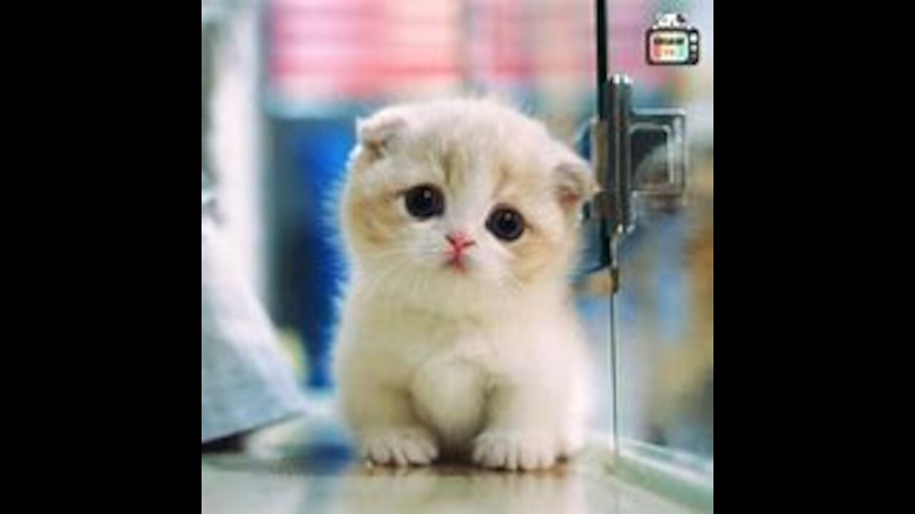 #Gatinhos fofos #gato de perna curta