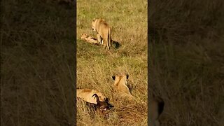 Lion Family Feeding #shorts