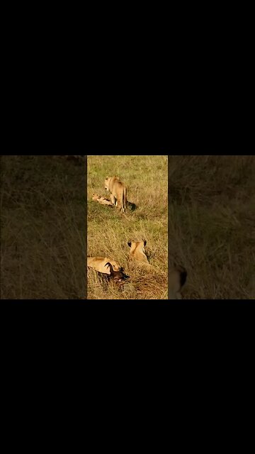 Lion Family Feeding #shorts
