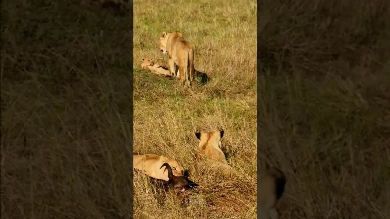 Lion Family Feeding #shorts