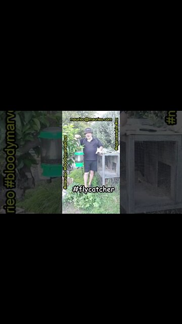 maurieo #shorts FLYCATCHER