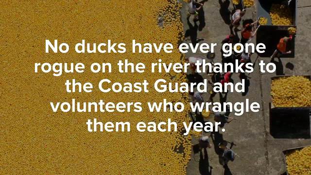 9 fun facts about the Rubber Duck Regatta