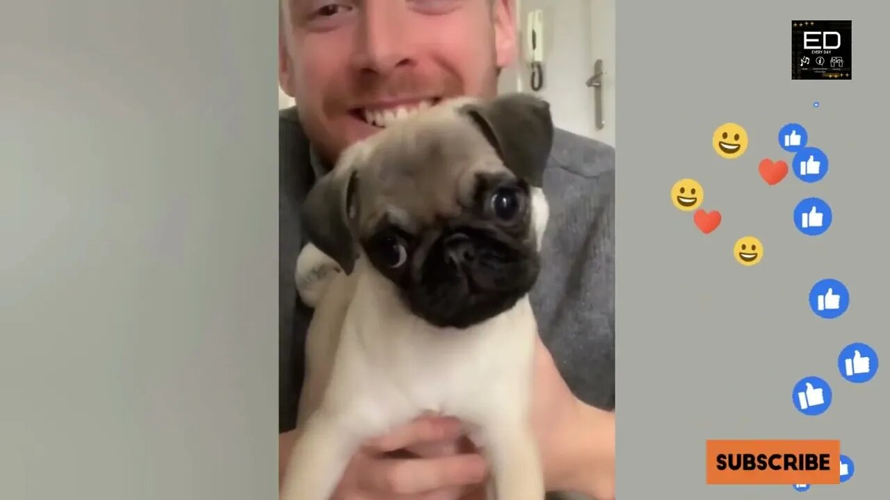Funny Animal Videos The Laughs That Keep on Coming
