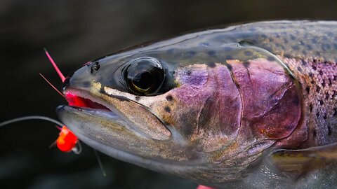 How To Fish For TROUT Using MICRO JIGS!