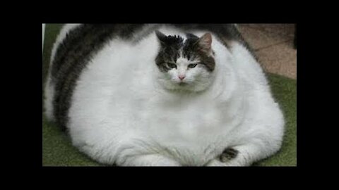Gatos Graciosos - Videos de Risa de Gatos Chistosos #7