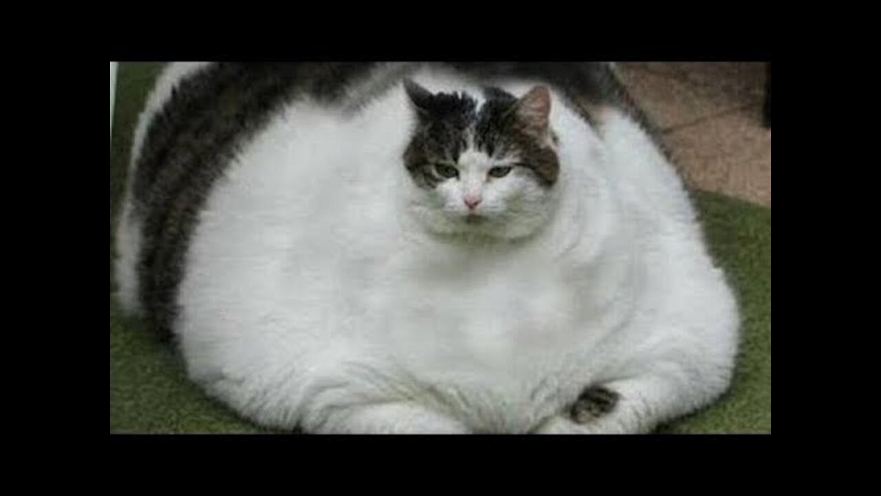 Gatos Graciosos - Videos de Risa de Gatos Chistosos #7