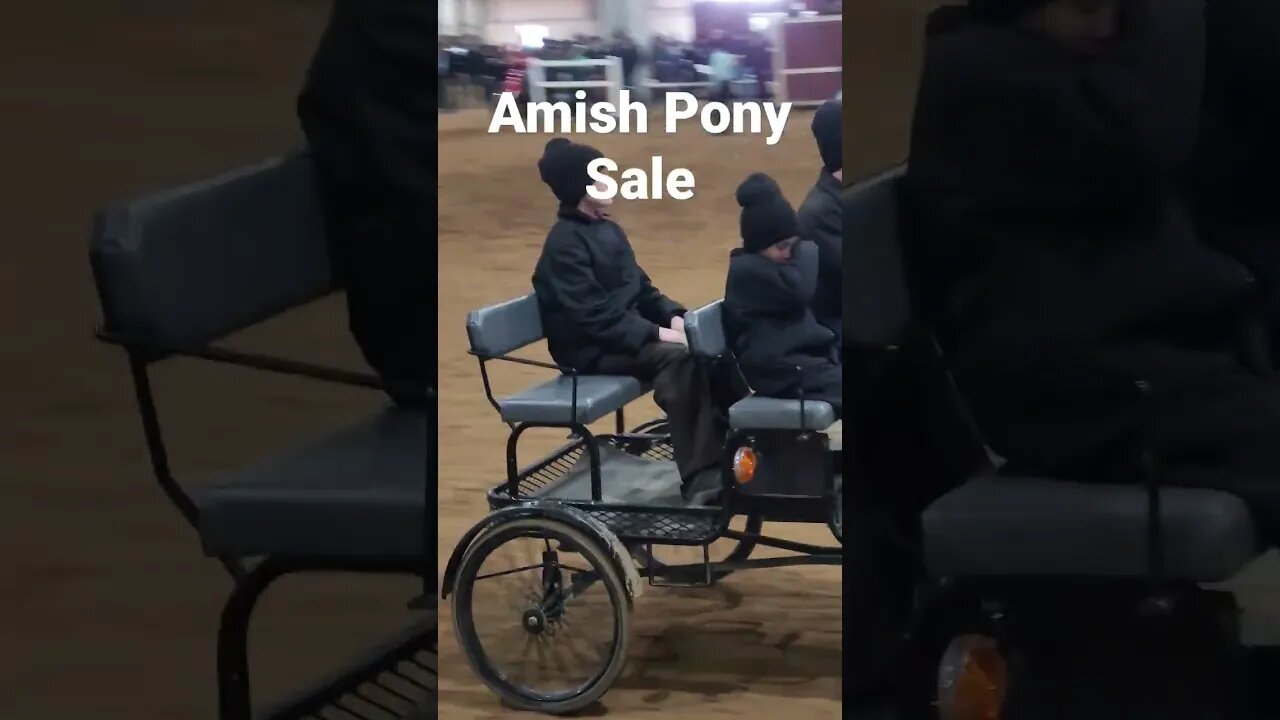 Amish Boys Driving Pony