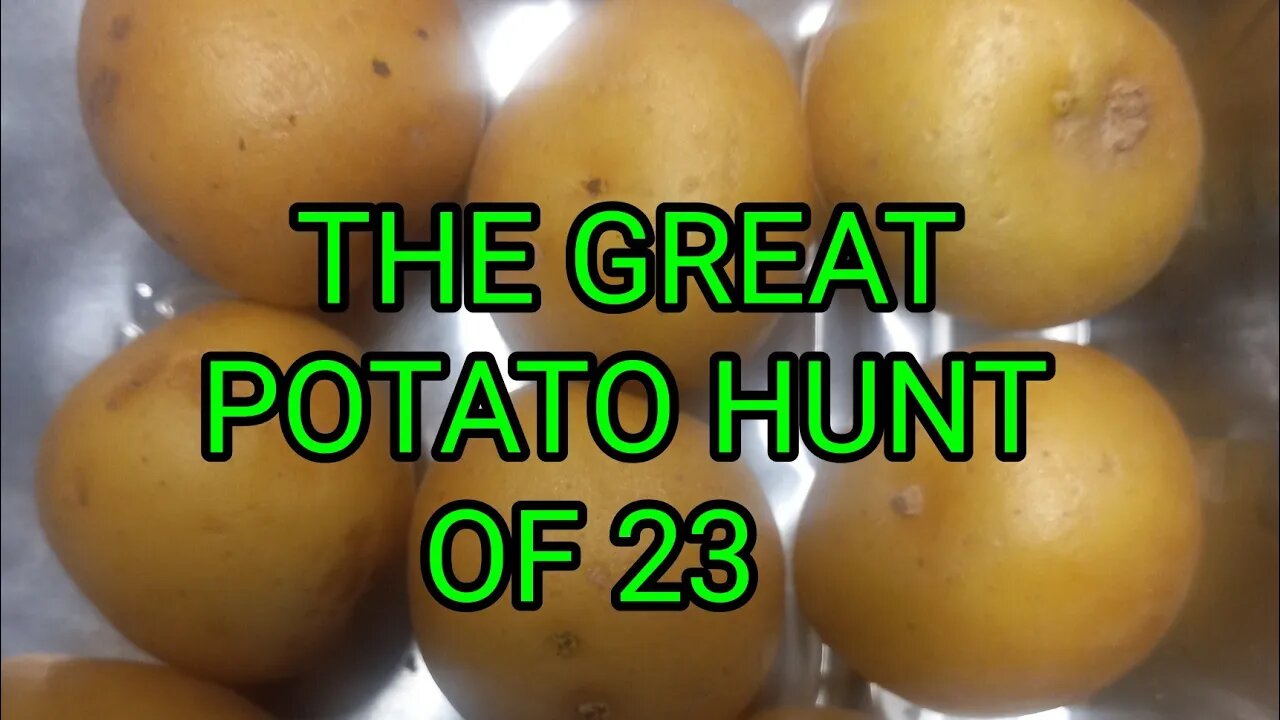 In search of seed potatoes 2023