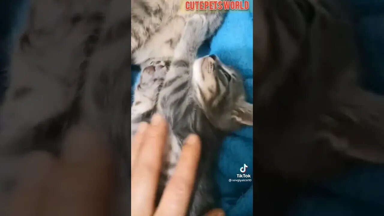 Cute and funny cat videos/#kitten #cat #kitty #funny kitten #funnycat #trending #shorts #tiktok (3)