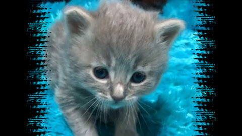 Lovely little kitten doing exercises
