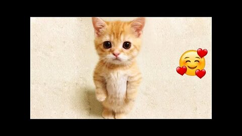 Best Animals 🔴 2 Minutes of Funny Cats and Dogs Videos 2022!