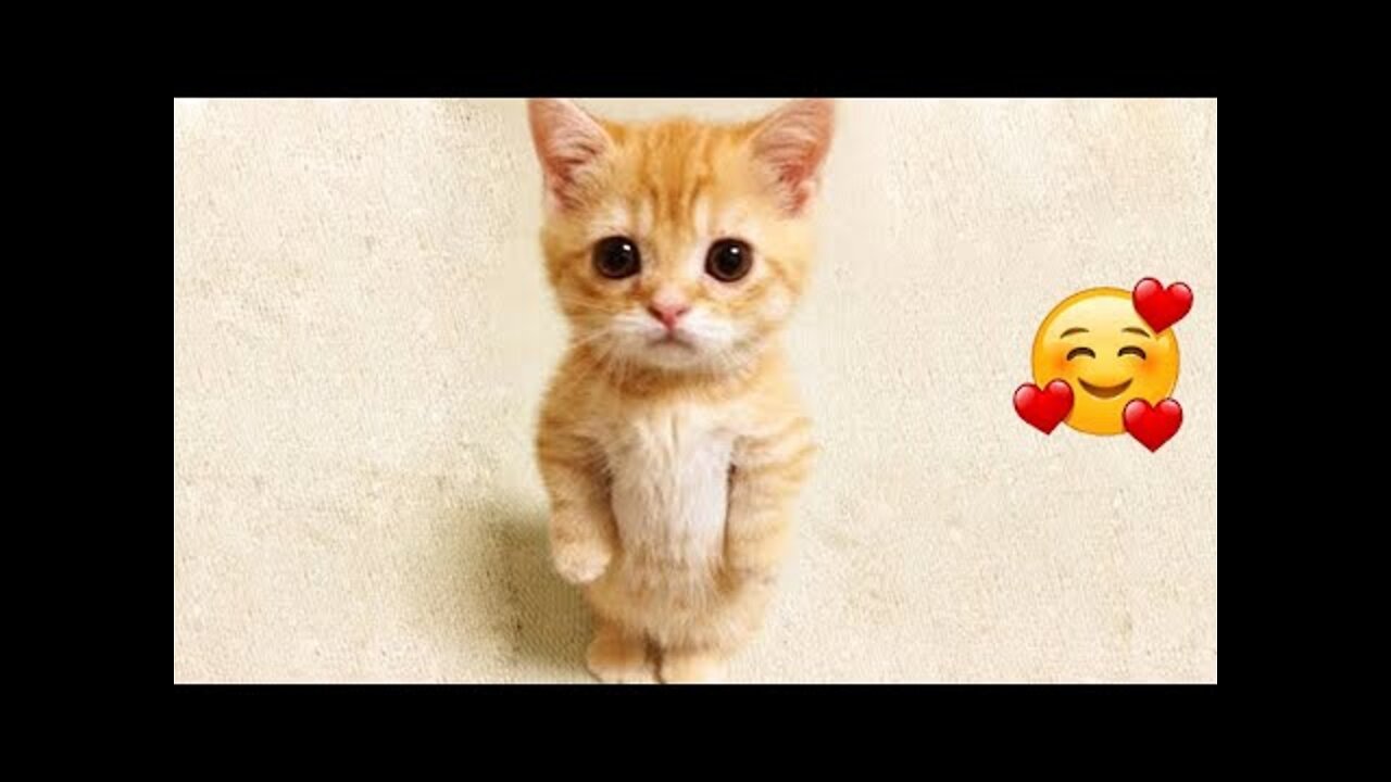Best Animals 🔴 2 Minutes of Funny Cats and Dogs Videos 2022!