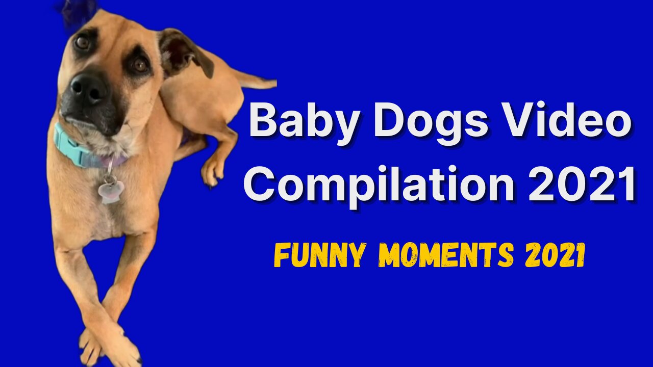 Baby dogs-cute and funny cat and dog videos compilation 2021