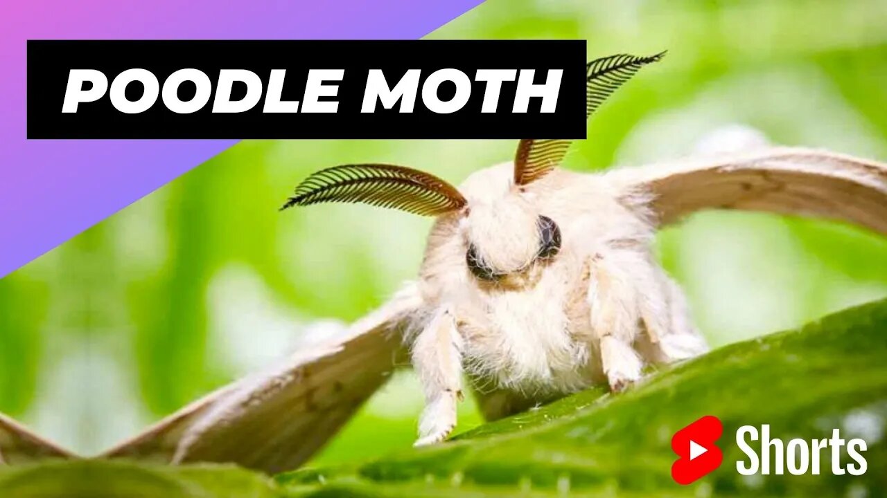 Poodle Moth 🦋 Unique Animal You Have Never Seen #shorts #poodlemoth #insect