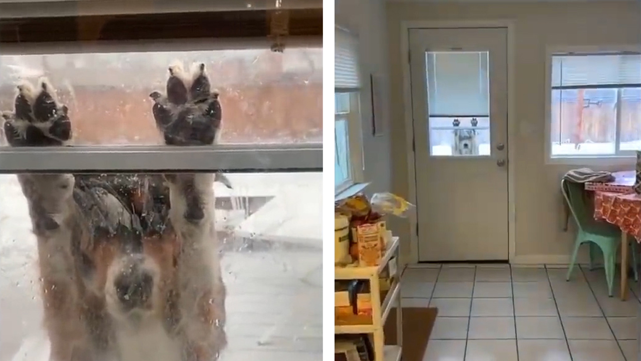 A dog wants to enter the house after leaving the house