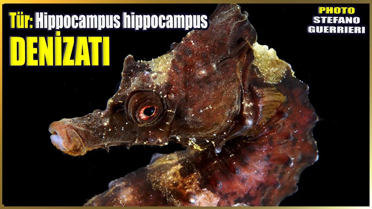 Deniz Atı Hakkında Bilgi | Hippocampus hippocampus | Akdeniz Balıkları