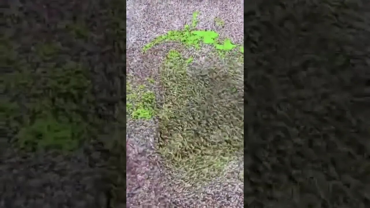 Satisfying carpet cleaning