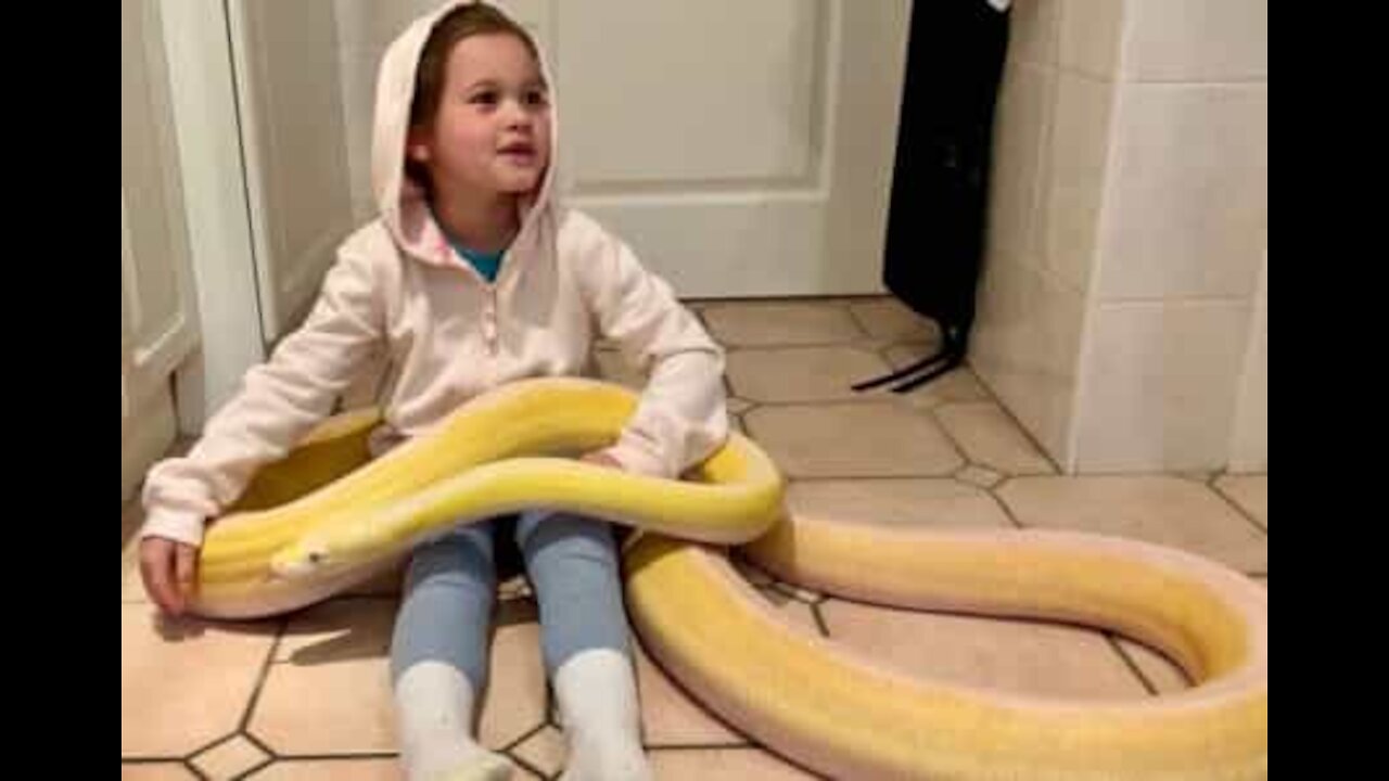 Girl plays with giant python on kitchen floor