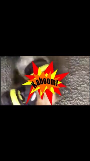 The Dogs have gone Batty