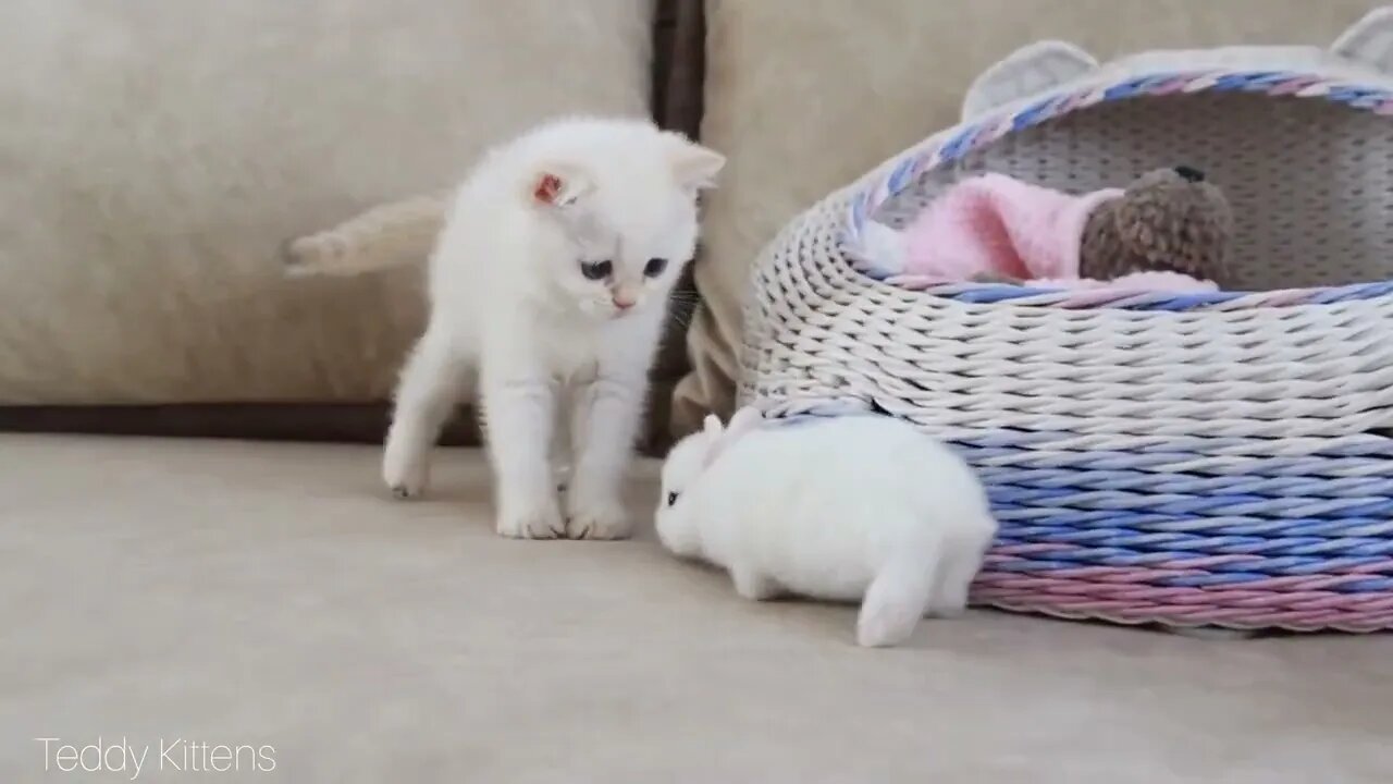 White kitten and white tiny bunnies 🐰 | It's so Сute! 🥰