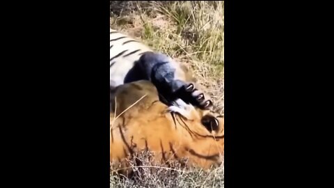 Male tiger Attack On Rival Tiger#tiger