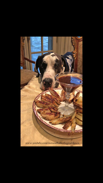 Polite Great Dane Patiently Waits For A Chicken Treat