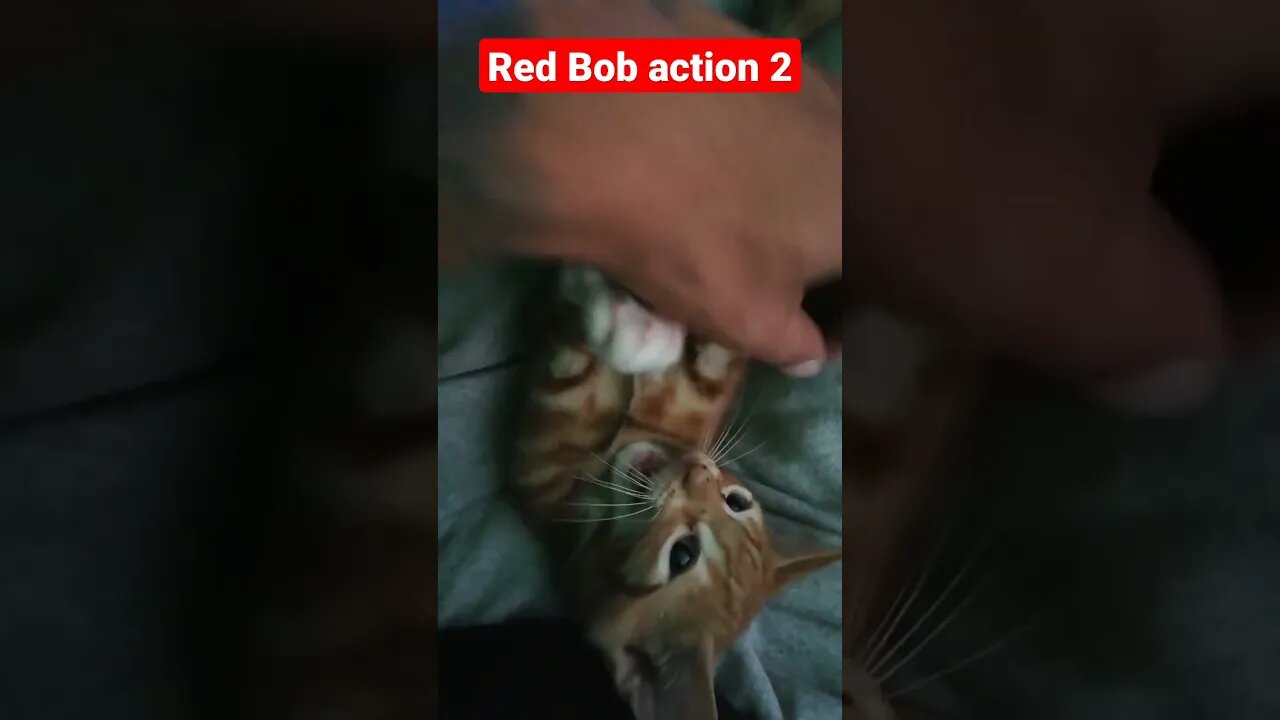 Red Bob action 2