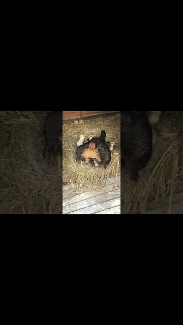 Australian pit game bantam holding her chicks