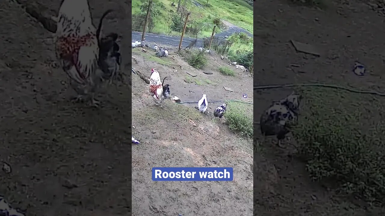 Farm cameras monitoring chickens