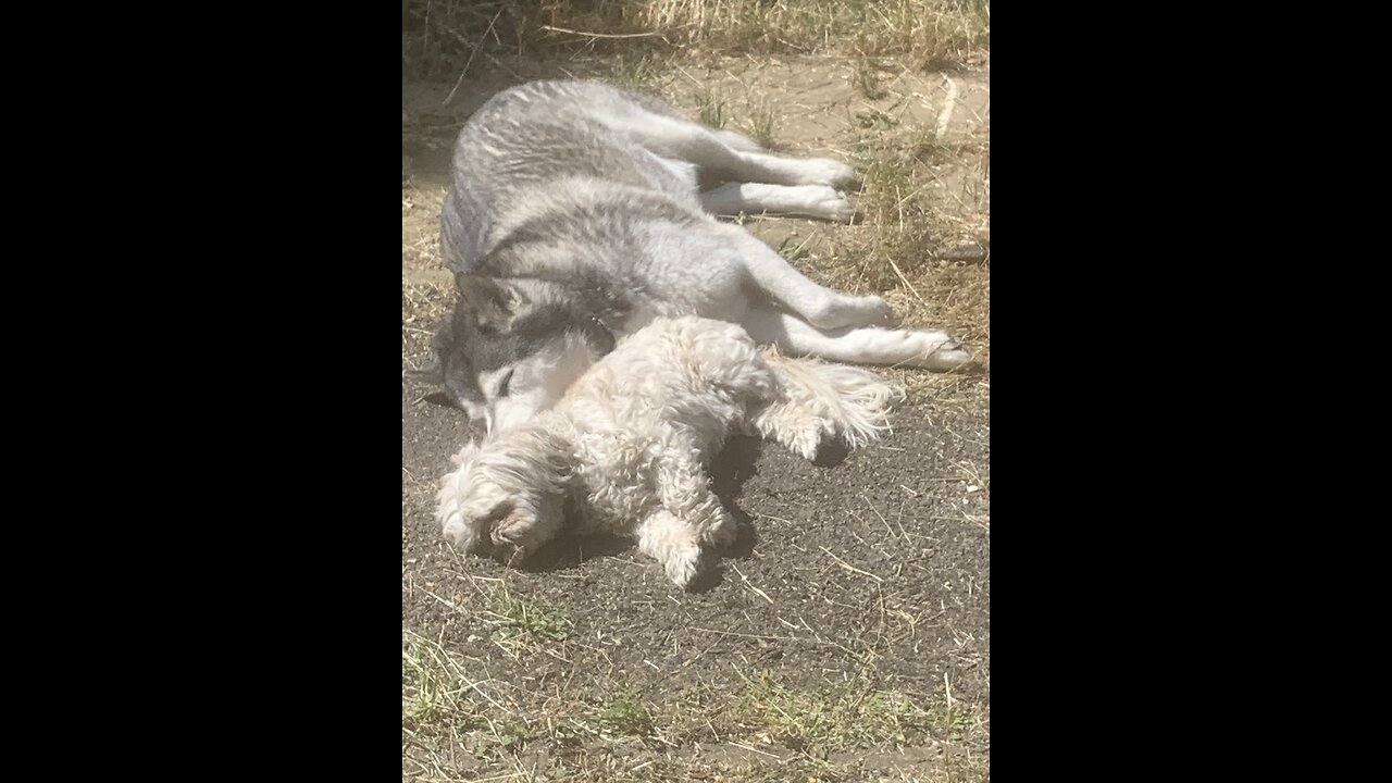 Husky & Shih Tzu on a Walk on a Hot day meets suspicious man