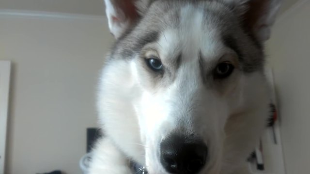 Husky puppy acts as personal alarm clock for owner