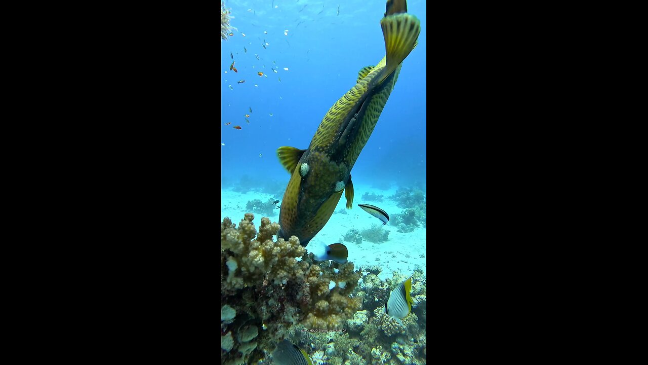 Trigger fish