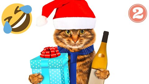 Funny animals - Funny cats / dogs - Funny animal videos #2