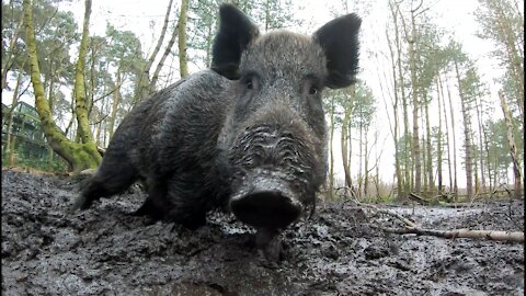 Wild Boar in forest mud